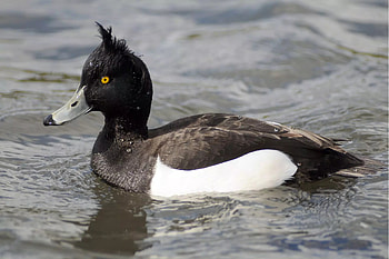 Aythya fuligula, Ducks HD wallpaper