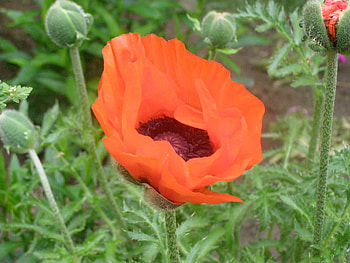 big red poppy, spring, poppy, red HD wallpaper