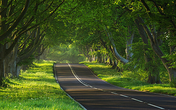 Landscape, Trees, Roads HD wallpaper