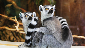 Couple, Lemurs HD wallpaper