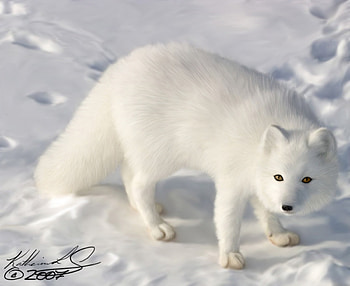 The arctic fox also called as white fox, snow fox or polar fox is small in stature with a species name Vulpes Lagopus. It is seen in the Northern Hemisphere HD wallpaper