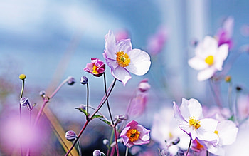 Plants, Flowers HD wallpaper