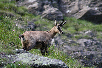 Chamois species, Scenic hiking trail, One with nature, Nature lover's paradise HD wallpaper
