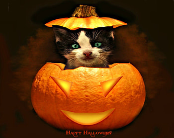Halloween Cat, pumpkin, Halloween, cute, cat HD wallpaper