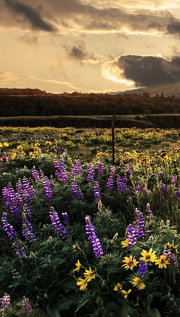Captivating flower field, Clouded sky HD phone wallpaper