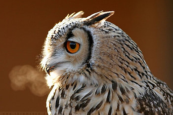 Smoking owl, autunm, birds, graphy, predatory birds, , wild, owl, predators, wildlife, abstract, animals, nature, wilderness HD wallpaper