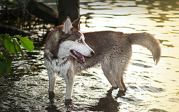 Animals, Water, Dog, Paws, Husky, Haska HD wallpaper