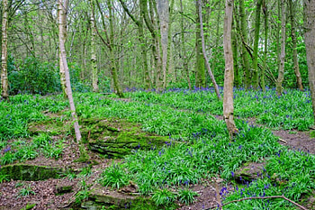 Forest with Blue Flowers, Flowers, Nature, Forests, Trees HD wallpaper
