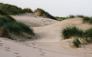 Nature, Grass, Sand, Traces HD wallpaper