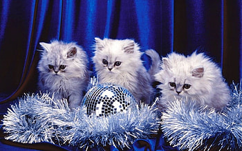 ღ.Three Kittens Christmas.ღ, winter, blue, cute, adorable, white, attractions in dreams, ornaments, balls, beautiful, curtain, outdoor, love four seasons, pretty, christmas, decorations, xmas and new year, lovely HD wallpaper