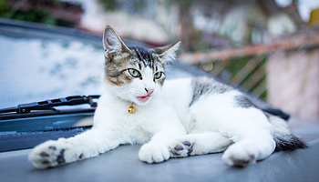 Animals, Cat, Lies, Muzzle, Bell HD wallpaper