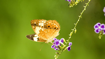 Flowers, Plant, Macro, Butterfly HD wallpaper
