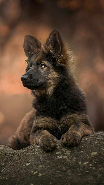 German Shepherd, Mobile , Cute puppies, Shepherd breed HD phone wallpaper
