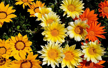 Flowers, Bright, Greens, Flower Bed, Flowerbed, Solar HD wallpaper