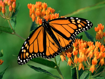 Butterflies, Insects HD wallpaper