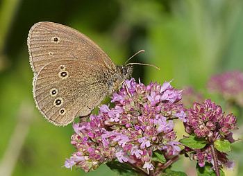 Butterfly, Oregano HD wallpaper