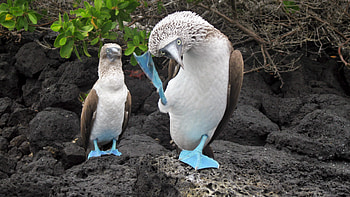 Cute diver, Iconic blue feet, CGTN, Booby HD wallpaper
