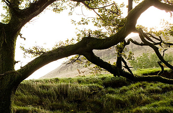 Tree In the Field, branch, daylight, field, grass, sun, tree HD wallpaper