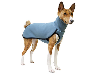 Basenji Dog, Like a fox, Stylish clothes, Unique and trendy HD wallpaper