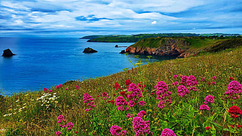 Berry Head, Devon, UK, wildflowers, sea, coast, clouds, sky HD wallpaper