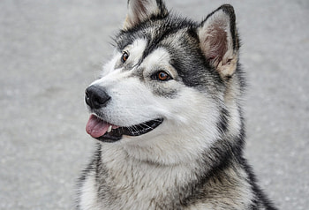 Close-up, Alaskan Malamutes HD wallpaper
