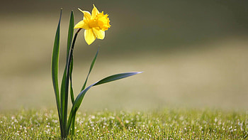 Flower, Macro, Narcissus, Stem, Stalk HD wallpaper