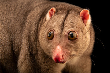 Animals in arts, Joel Sartore's graphy, Ethereal wildlife, Artistic representation HD wallpaper