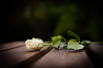 Flowers, Flower, Lies, Rose Flower, Rose, Blur, Smooth, Snow White HD wallpaper