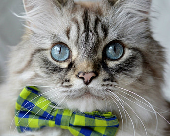 Cute Cat, animal, cute, cat, pet HD wallpaper