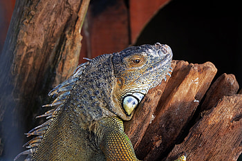Animals, Color, Lizard, Reptile, Iguana HD wallpaper