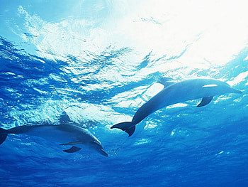 Animals, Dolfins HD wallpaper