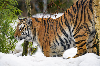 Animals, Snow, Predator, Big Cat, Wildlife, Tiger, Animal HD wallpaper