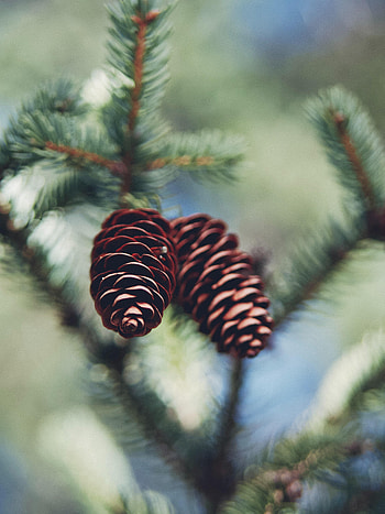 Nature, Cones, Needle, Macro HD phone wallpaper