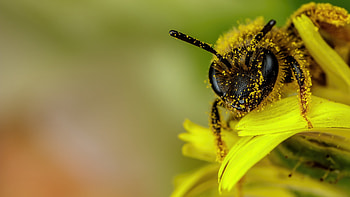 Pollen, Bees HD wallpaper