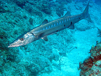 Barracuda fish, Stop eating, Top doc warns, Consuming popular fish HD wallpaper