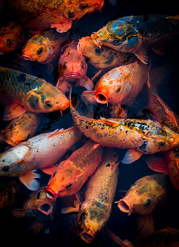 Hue Koi, Koi art, Colorful beauty, Artistic creativity HD phone wallpaper