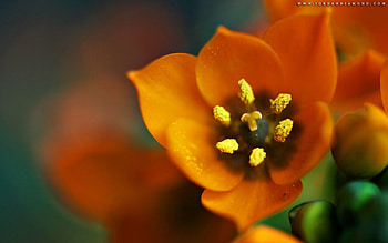 Flower, Plant, Macro, Petals, Greased, Smeared HD wallpaper