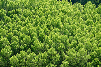 Nature, Trees, View From Above, Forest HD wallpaper