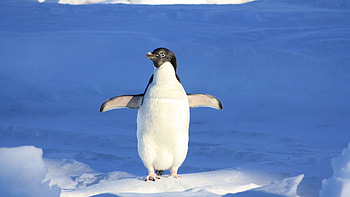 Penguin, Cute winter animal, Charming , Snowy delight HD wallpaper