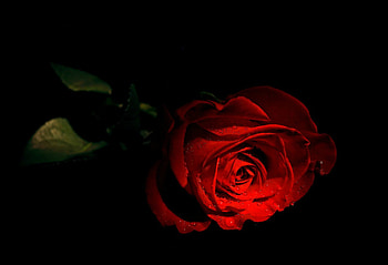 Red Rose, nature, flowers, roses, beauty HD wallpaper