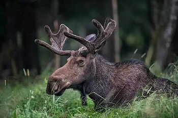 Elk (Animals), Regal presence, Magnificent creatures, Natural wonder HD wallpaper