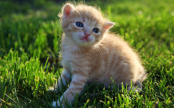 Animals, Grass, Sit, Fluffy, Kitty, Kitten HD wallpaper