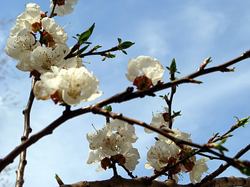 Plants, Flowers HD wallpaper