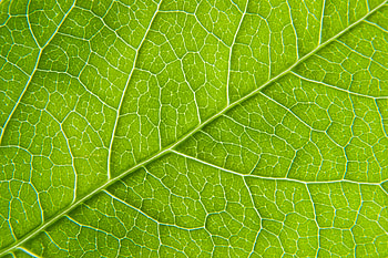 Macro, Cracks, Crack, Leaflet HD wallpaper