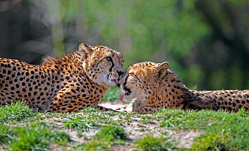 Cheetah, Animal, Cats HD wallpaper