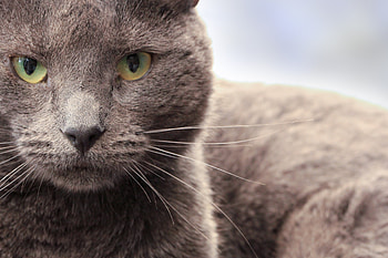 Animals, Cat, Muzzle, Sight, Opinion HD wallpaper