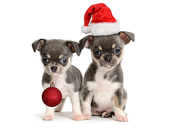 Marry Christmas!, dog, animal, craciun, cute, puppy, ball, christmas, red, couple, santa, hat, caine HD wallpaper