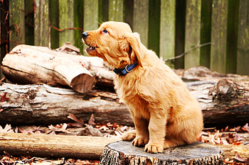 Golden retriever, dog, puppy, barking HD wallpaper