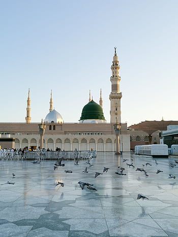 A serene of the Prophet's Mosque in Medina with a gathering of pigeons and people. HD phone wallpaper