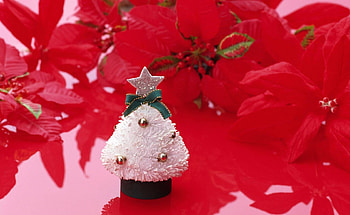 Holidays, Flowers, Holiday, Christmas Tree, Star HD wallpaper